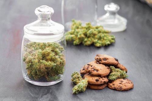 Cookies strain buds from Pyramid Seeds next to cookies — Girl Scout Cookies terpene profile, sweet and earthy aroma